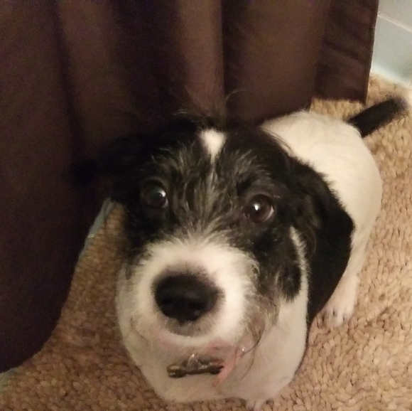 Meet your Posher, Cynthia - Picture 3 of 3